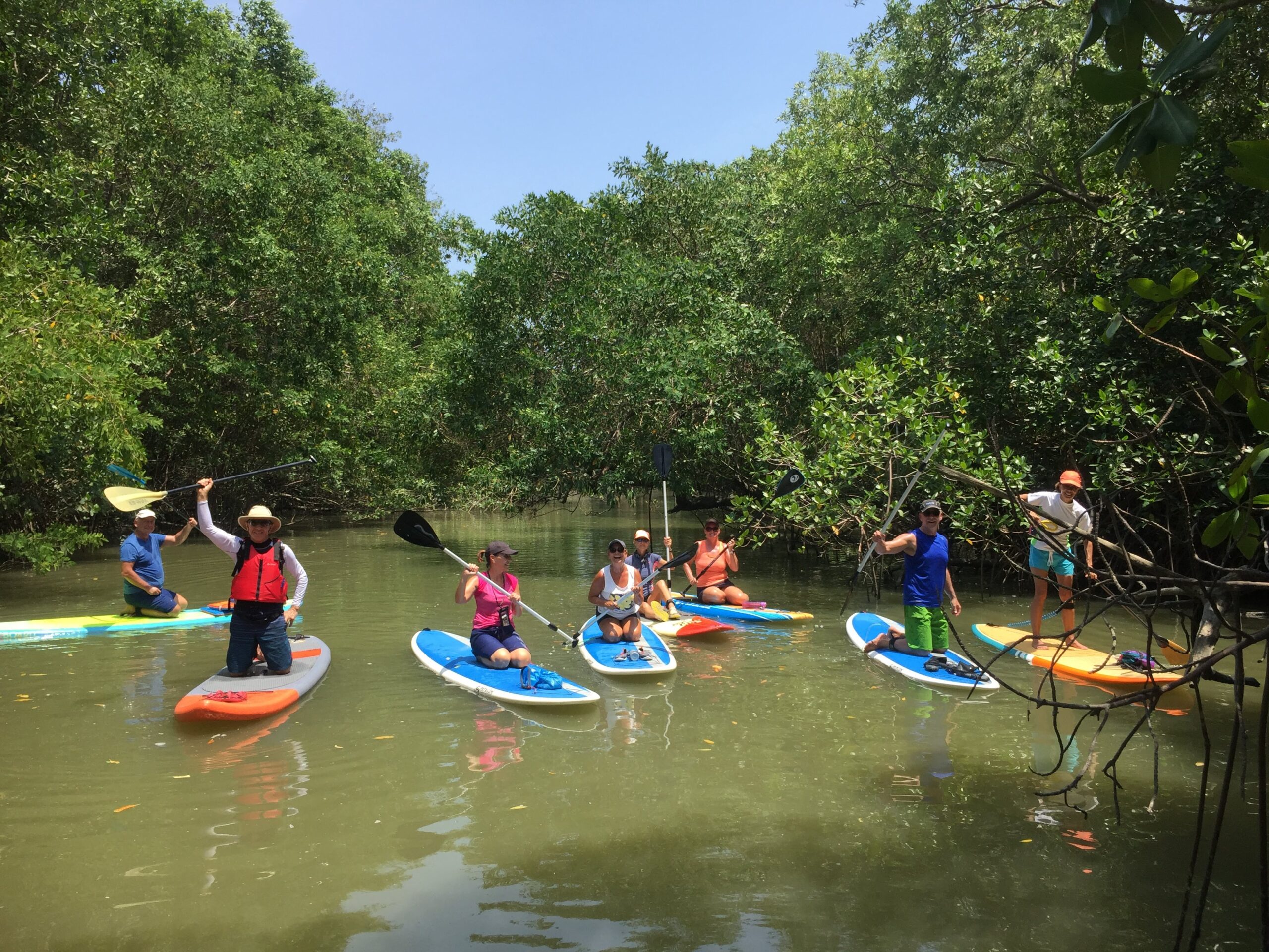 group deep in mangroves Group of people stand-up paddleboarding in a mangrove forest, perfect for adventure travel with family.