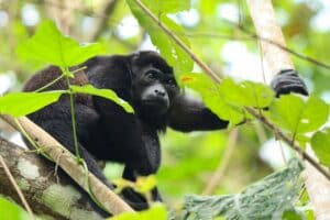 A howler monkey sitting in a tree in Panama’s lush jungle — a wildlife encounter often experienced during guided nature tours with Istmo Retreat & Adventures. Photo by Lyn Ryan.