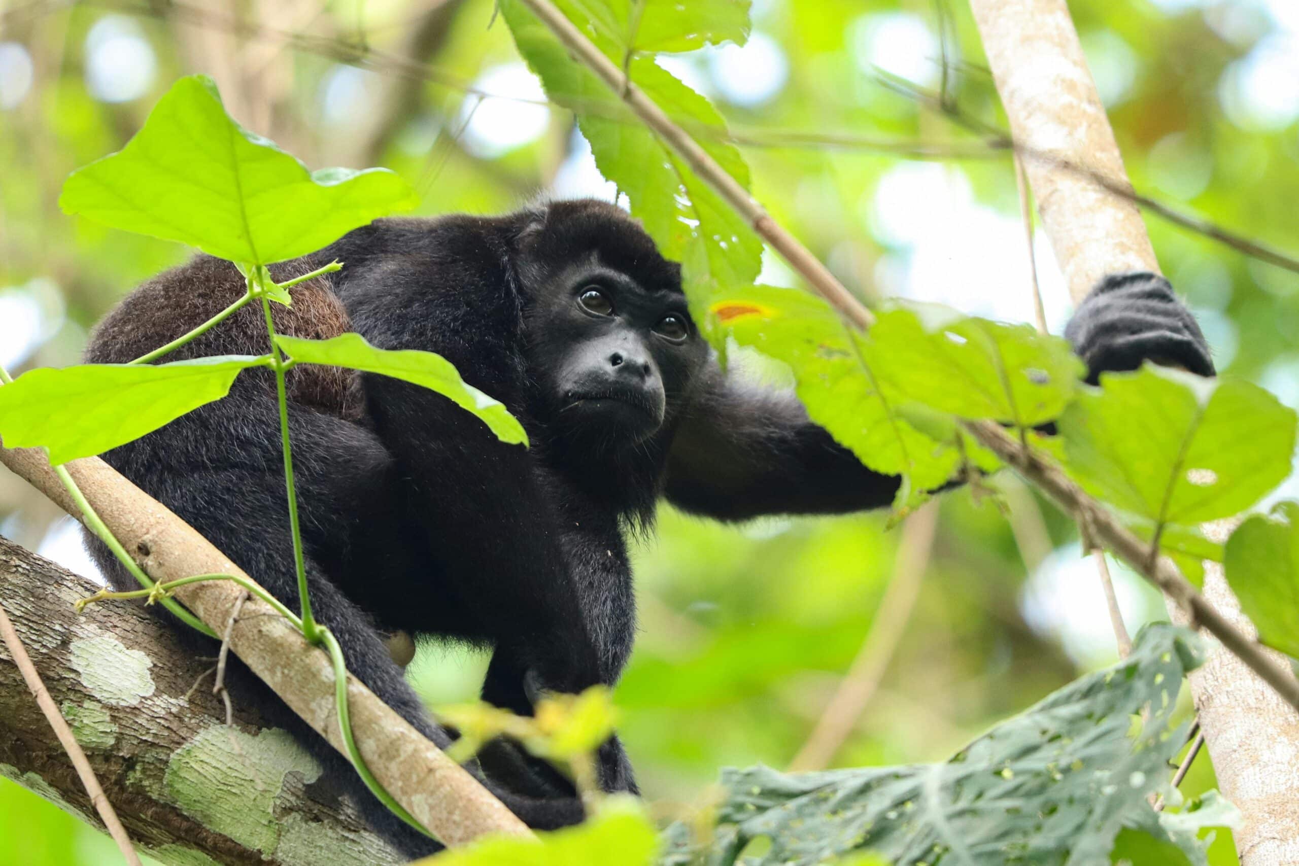 Mantled Howler Monkey Sitting on a Tree Branch. Photo by Lyn Ryan A howler monkey sitting in a tree in Panama’s lush jungle — a wildlife encounter often experienced during guided nature tours with Istmo Retreat & Adventures. Photo by Lyn Ryan.