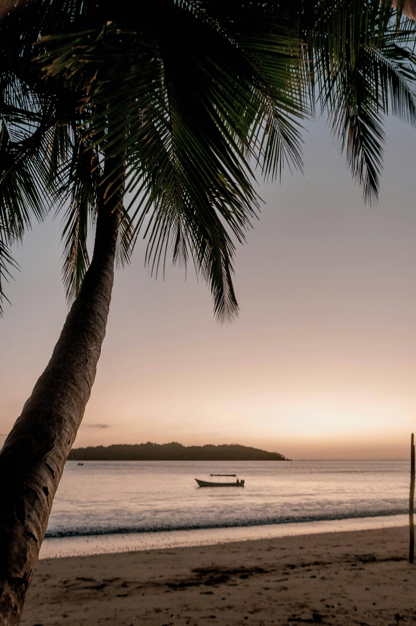 Istmo Retreat & Adventures in Panama. Palmtree in Panama. Photo by Gaelle Gaboury Le Coq Istmo Retreat & Adventures in Panama. Palmtree in Panama. Photo by Gaelle Gaboury Le Coq
