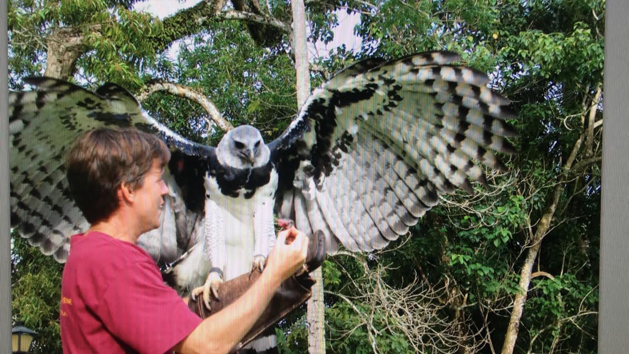 harpy-eagle-panama-wildlife A harpy eagle spreading its wings on the arm of Istmo retreat & adventure owner and founder Sean. Family adventure vacations and group getaways in Panama.