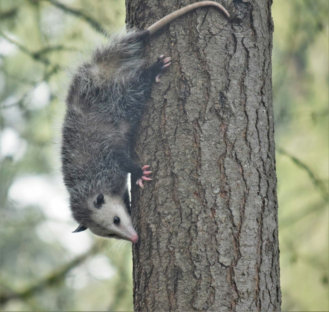 Photo by fr0ggy5 Opossum ancestor species that migrated north across Panama isthmus to North America